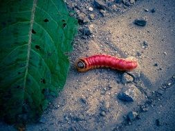 red worm near a large green leaf