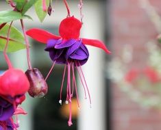 magnificent fuchsia purple rose