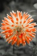 dahlia blossom at discolored background