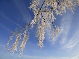 frozen branches in cold winter