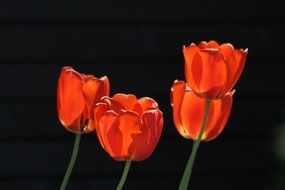 beauty gentle tulips