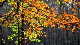 autumn forest in sunny day