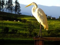 Heron near the field