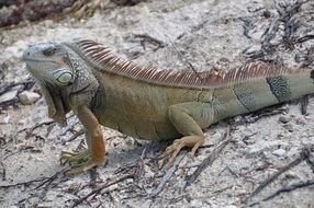 iguana in habitat