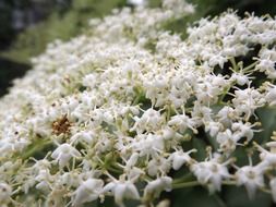 closeup of tiny white flowers