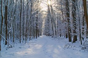 sunlight in the winter forest