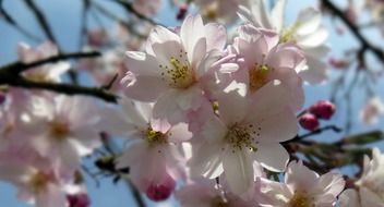 closeup photo of pink buds on a fruit tree in Switzerland