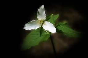 Trillium, white wildflower at dark blurred background