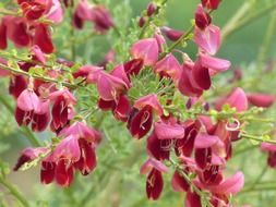 cytisus scoparius bush with red flowers