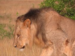 lion live in savannah in the wildlife