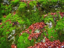 red autumn leaves on green mossy rock