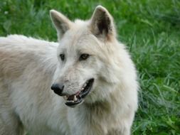 white wolf on a background of green grass