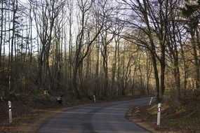 curve of road in forest