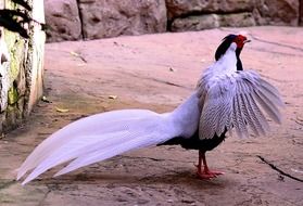 Lophura nycthemera or silver pheasant