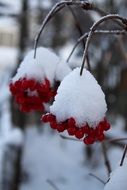 heavy snow on a red mountain ash berries in winter