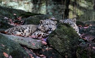 spotted lynx resting on stones in the forest