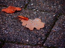 brown oak leaves on paving slabs