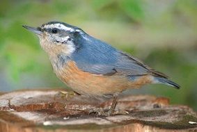 portrait of nuthatch bird in wildlife