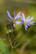 two alpine purple flowers