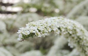 branch with blooming white flowers