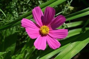 pink flower near green plants