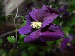 clematis climber flowers