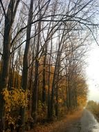 road along the autumn mystical forest