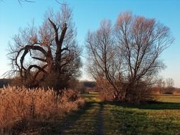 tall dry grass and bare trees in countryside at fall, landscape
