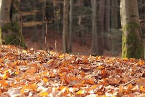 autumn leaves in the forest