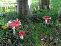 fly agaric mushrooms in the autumn forest