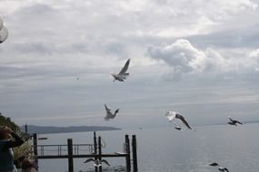 landscape of seagulls fly over Lake Constance