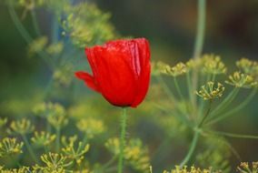 red poppy in the garden close-up on blurred background