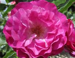 picture of the pink rose