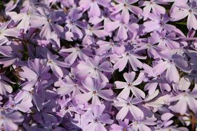 sea of amazing purple flowers