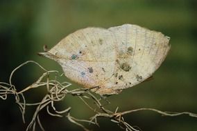 mimicry of butterfly
