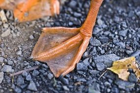 orange duck paws on the stones