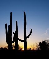 silhouettes of saguaro cactuses in desert at sunset, usa, arizona