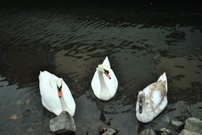 three swans on water