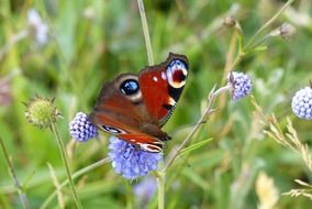 Natural Butterfly with colorful wings