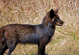 Black wild dog in nature