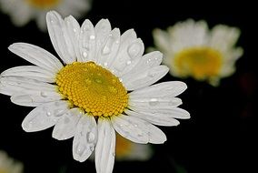 daisy flower white