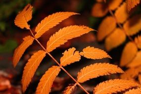 leaves tree plant autumn garden