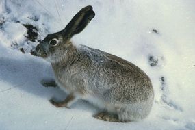 gray hare on the snow