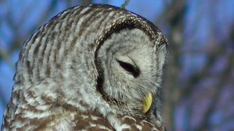 owl closeup nature