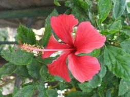 red hibiscus with long stamens