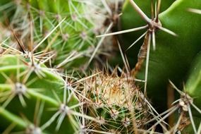 needles of a cactus macro