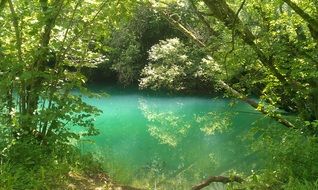 stiil lake in summer wood