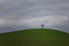 lonely tree on a height