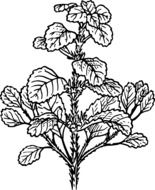 black and white plant as a graphic image