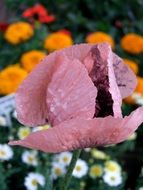 pink poppy in a garden